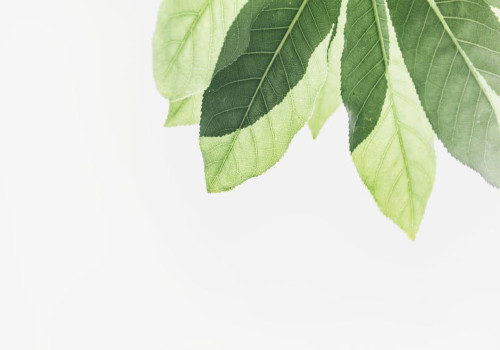 Ontdek eco-vriendelijke cosmetica voor een groenere lifestyle