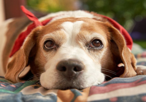Nederlandse naam beagle: waarom het beagle blijft en wat brak betekent