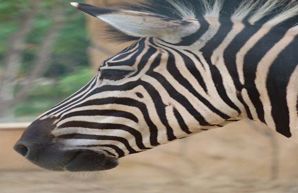 Hoe combineer je een blauw wit gestreepte broek voor een frisse en gebalanceerde look?