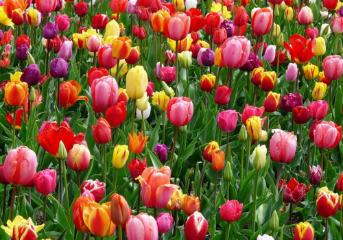 Hoe lang kan een bos bloemen zonder water?