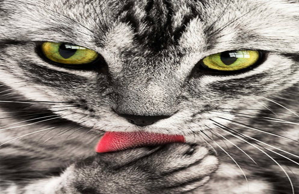 Wat betekent 'de kat uit de boom kijken'? Wij leggen het je haarfijn uit!